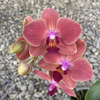 Phalaenopsis Maria Therese