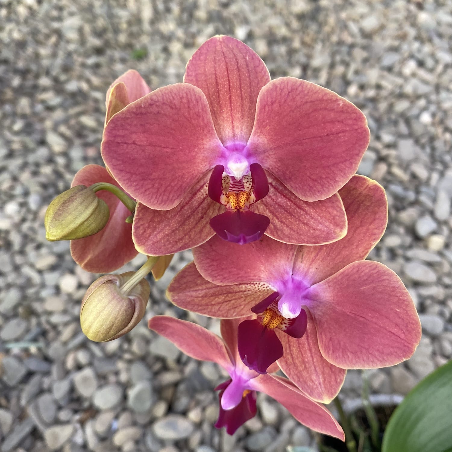 Phalaenopsis Maria Therese