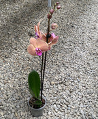 Phalaenopsis Marianne