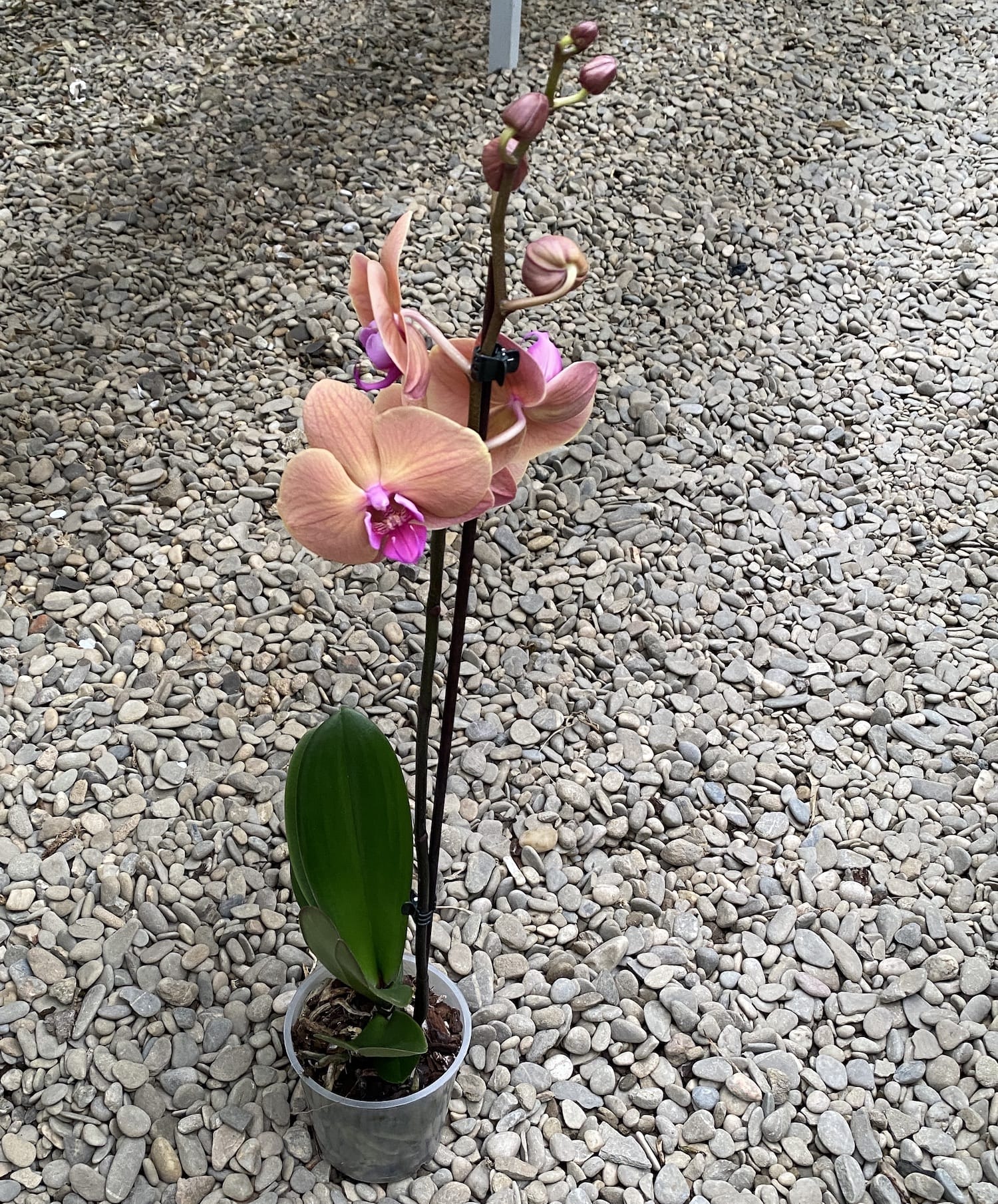 Phalaenopsis Marianne