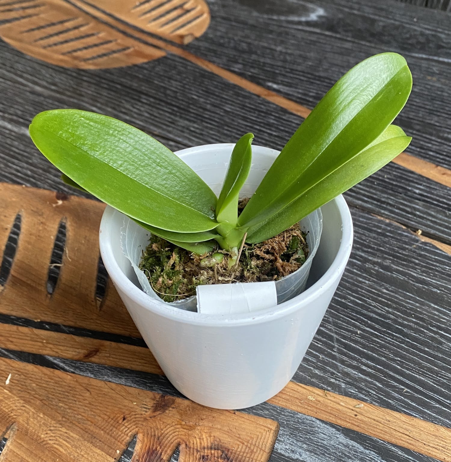 Phalaenopsis Meidarland Zucca Dorata