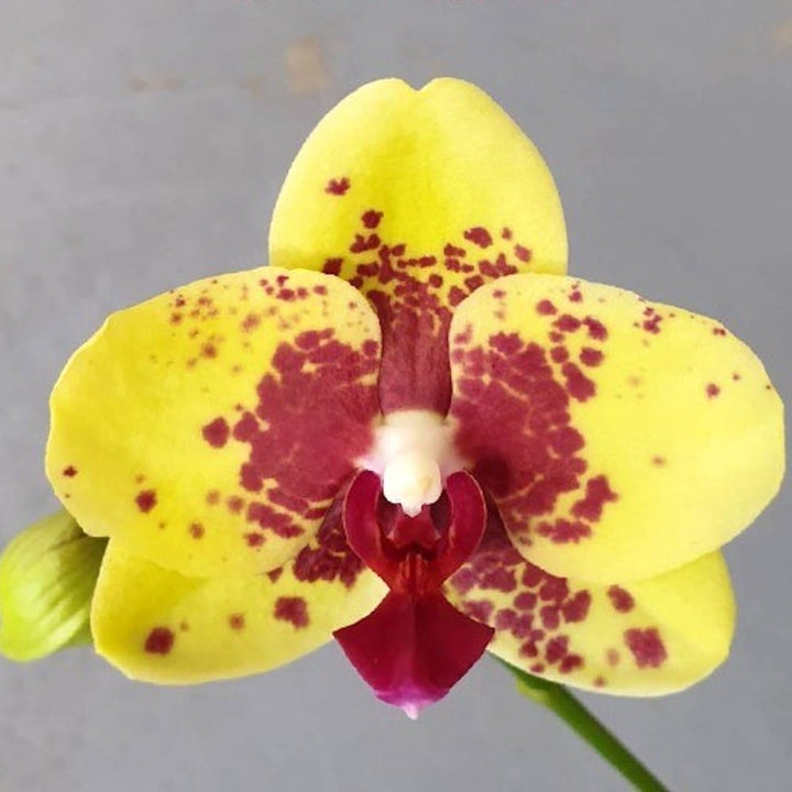 Phalaenopsis Meidarland Goldsmith