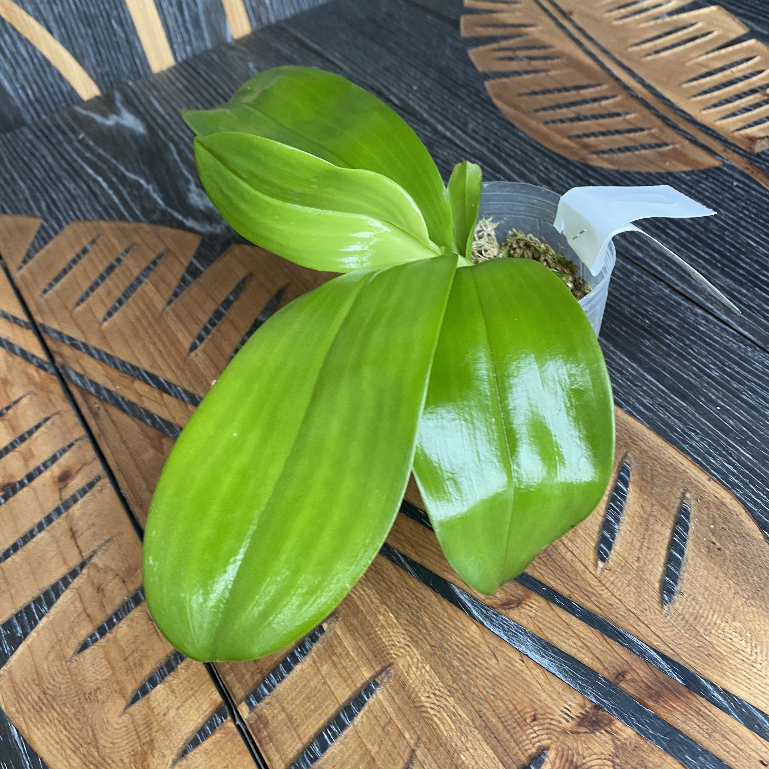 Phalaenopsis Meidarland Kaiulani '685'