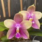 Phalaenopsis Meidarland Kaiulani '685'