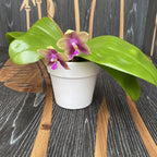 Phalaenopsis Meidarland Kaiulani '685'