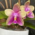 Phalaenopsis Meidarland Kaiulani '685'