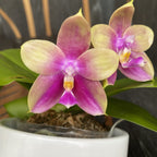 Phalaenopsis Meidarland Kaiulani '685'