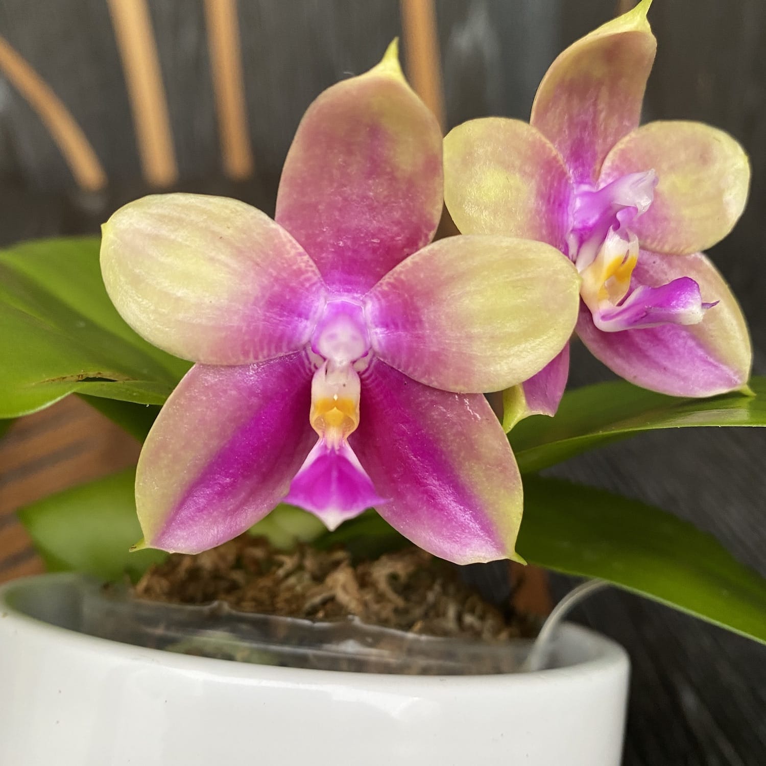 Phalaenopsis Meidarland Kaiulani '685'
