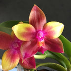 Phalaenopsis Meidarland Kaiulani '700'