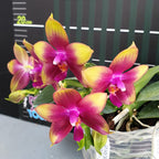 Phalaenopsis Meidarland Kaiulani '700'