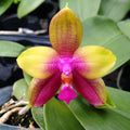 Phalaenopsis Meidarland Kaiulani '700'