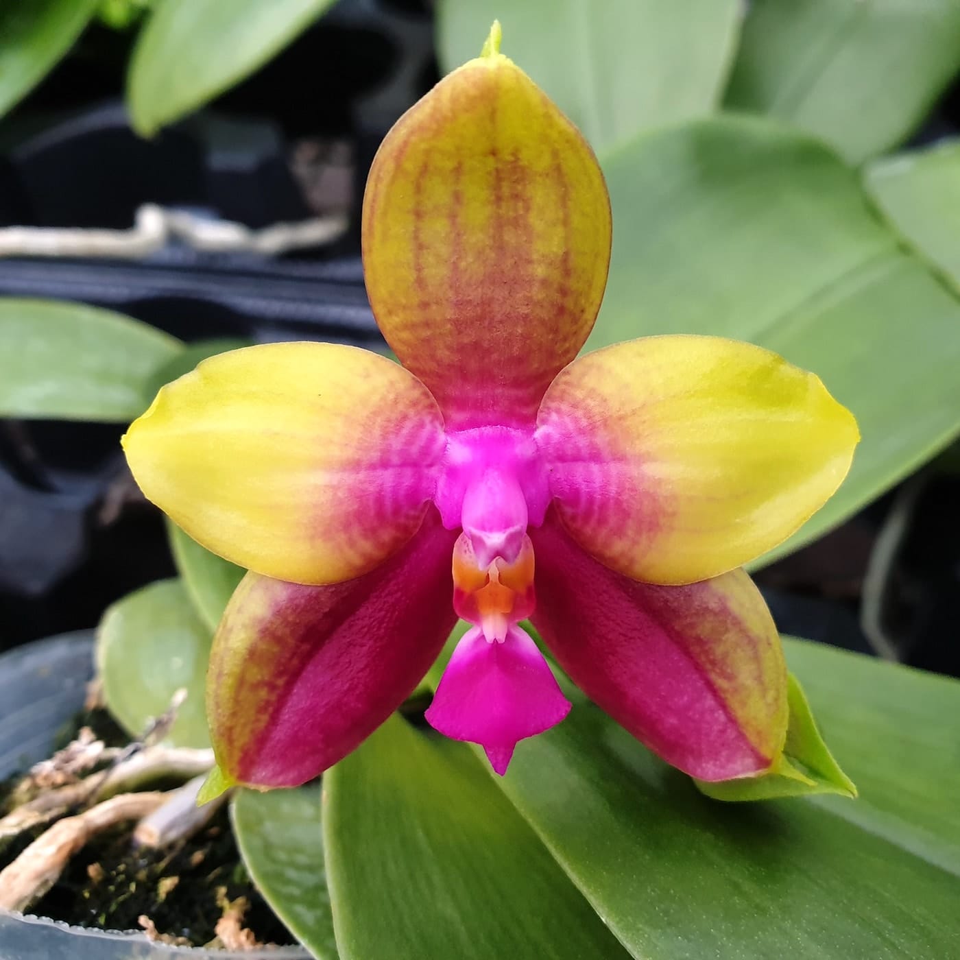 Phalaenopsis Meidarland Kaiulani '700'