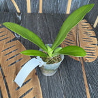 Phalaenopsis Meidarland Kaiulani '700'