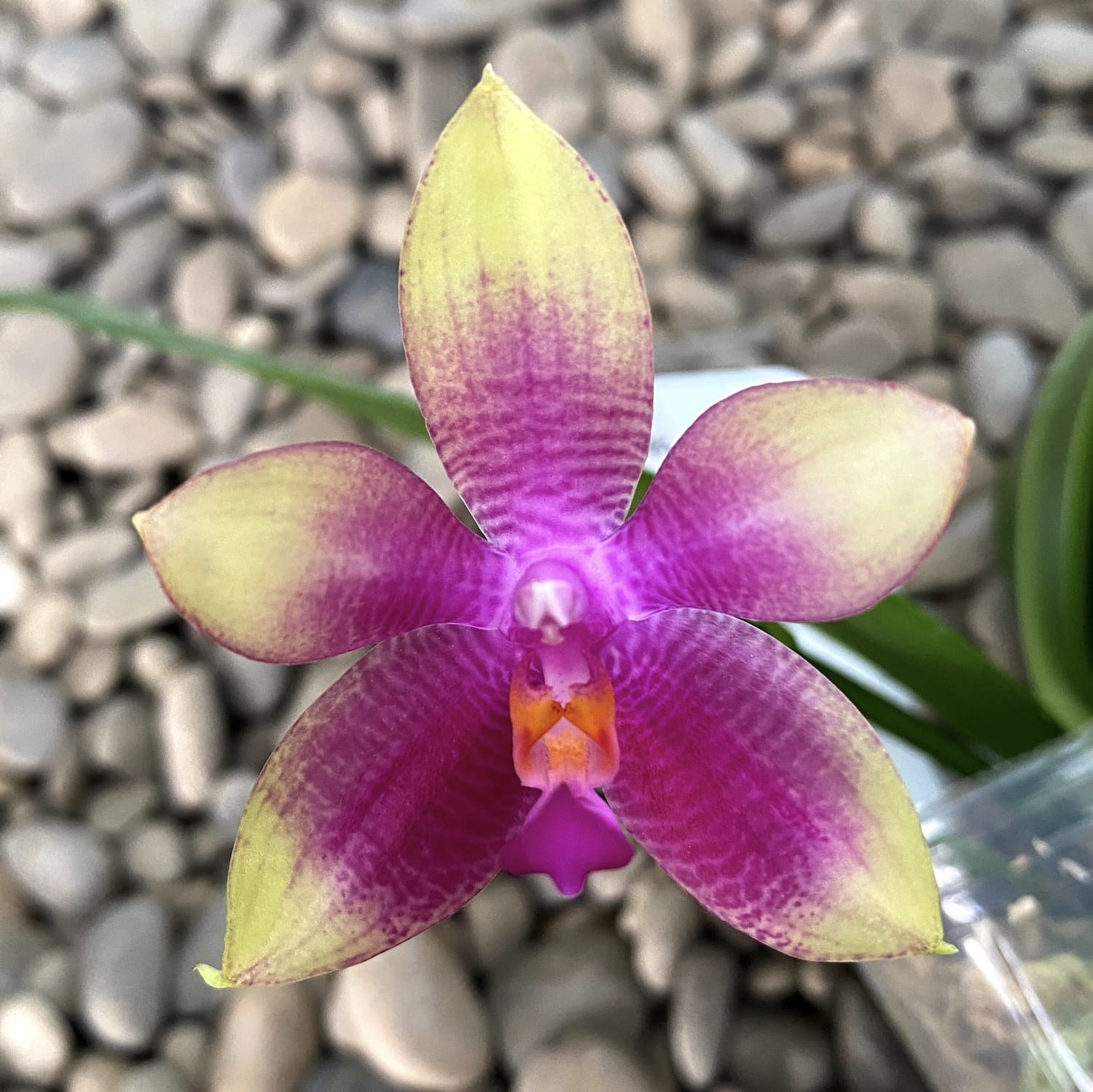 Phalaenopsis Meidarland Kaiulani '700'