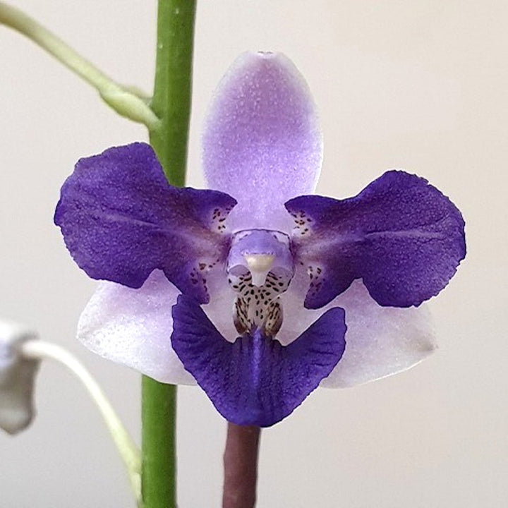 Phalaenopsis Memoria Val Rettig