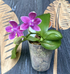Phalaenopsis Micaels Setolacea (Seto Pixie × violacea) (variácia 01)
