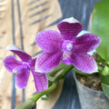 Phalaenopsis Micaels Setolacea (Seto Pixie × violacea) (variácia 01)