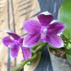 Phalaenopsis Micaels Setolacea (Seto Pixie × violacea) (variácia 01)