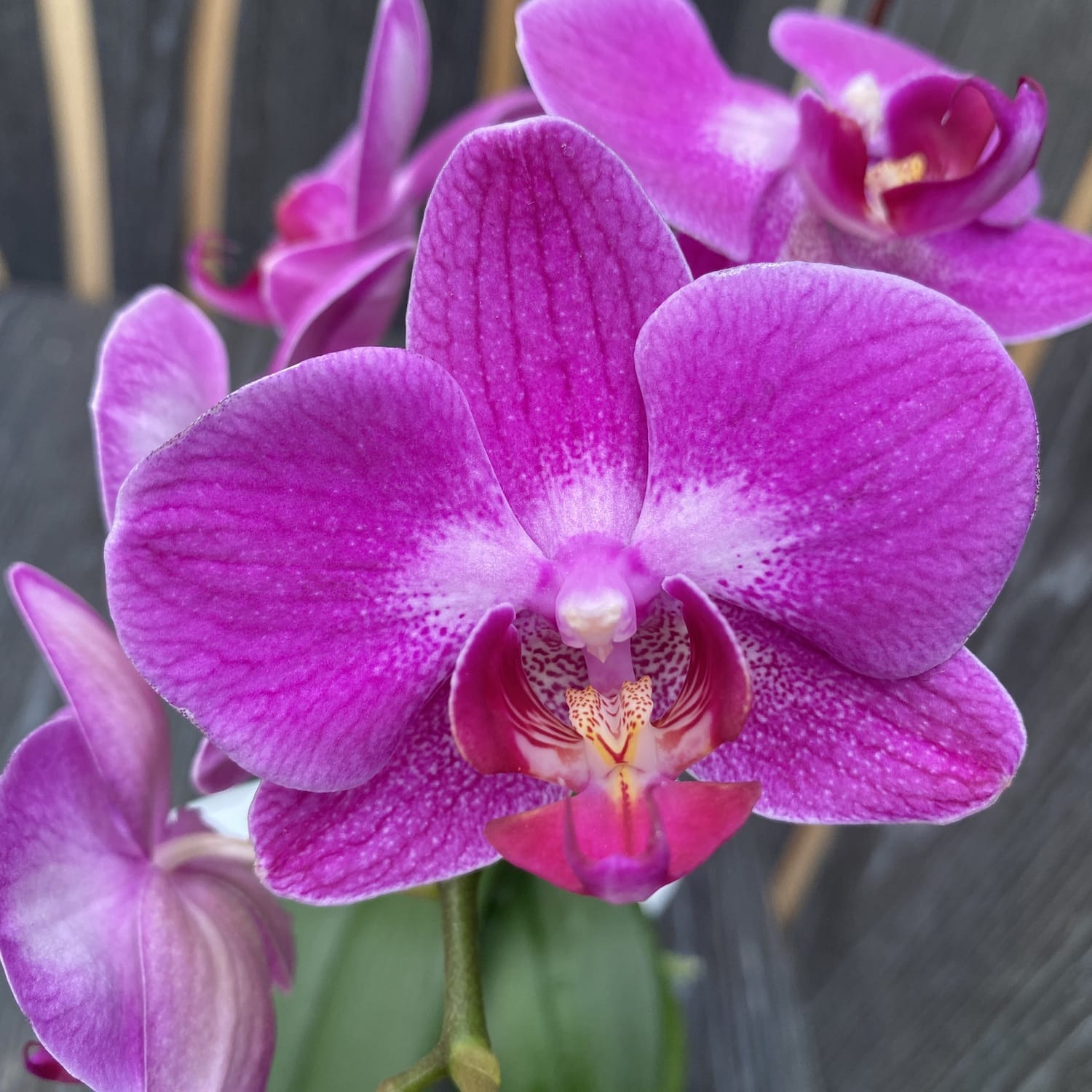 Phalaenopsis Miki Amethyst '27'