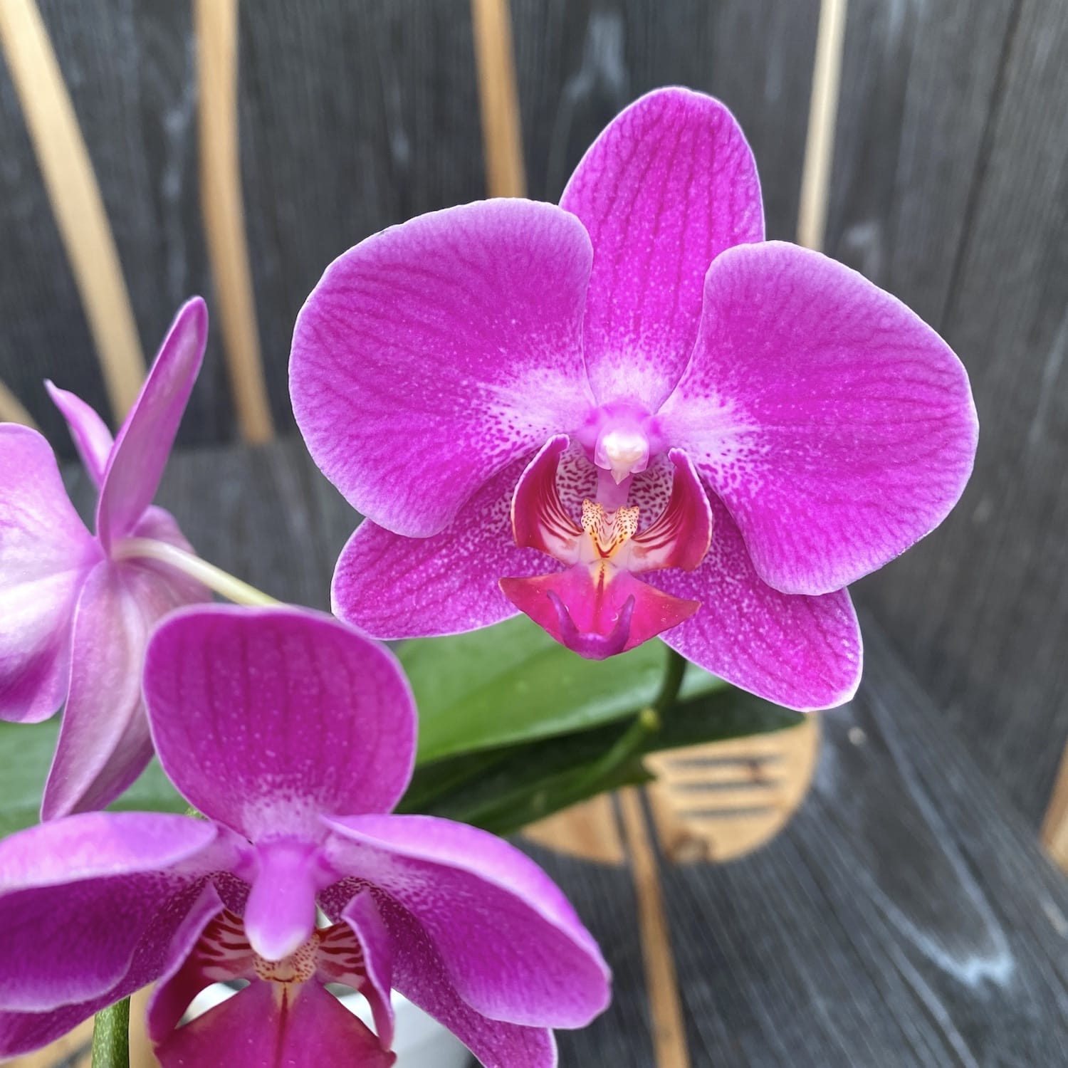 Phalaenopsis Miki Amethyst '27'