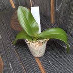 Phalaenopsis Miki Baroque '436' - Big Lip