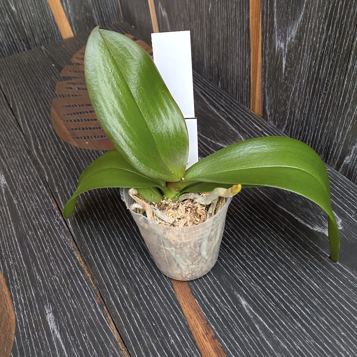 Phalaenopsis Miki Baroque '436' - Velká pysk