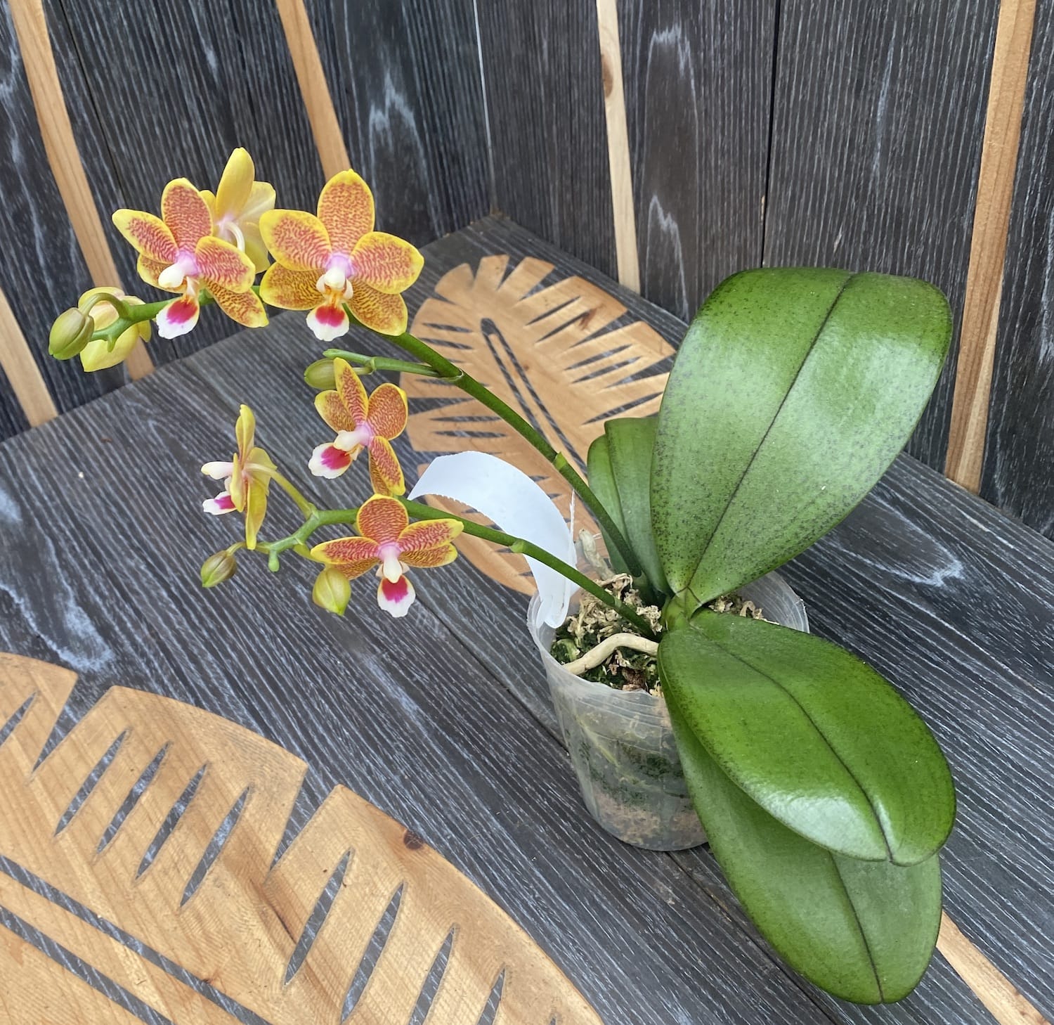 Phalaenopsis Miki Big Wave *parfumata