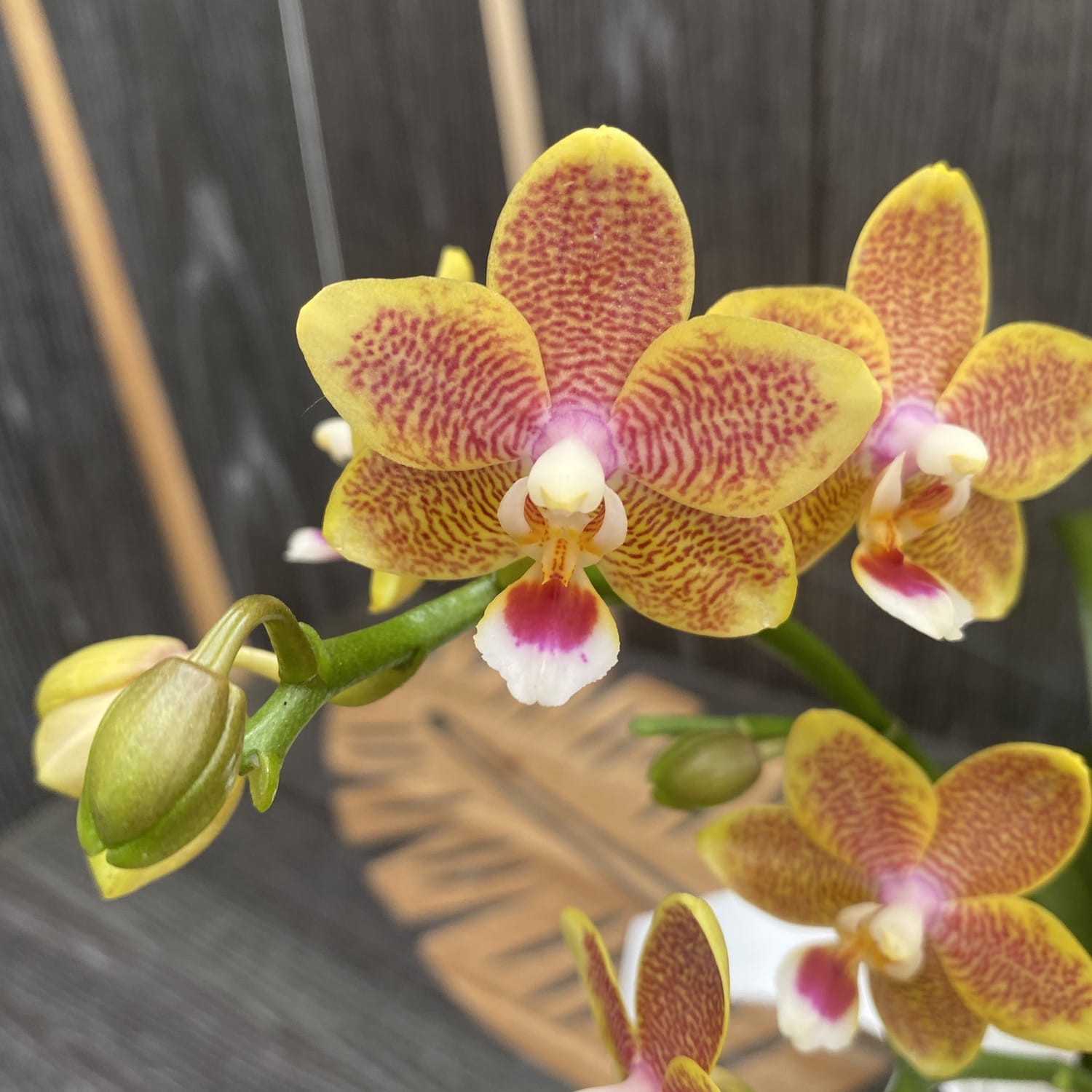 Phalaenopsis Miki Big Wave *parfumata