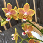 Phalaenopsis Miki Big Wave *parfumata