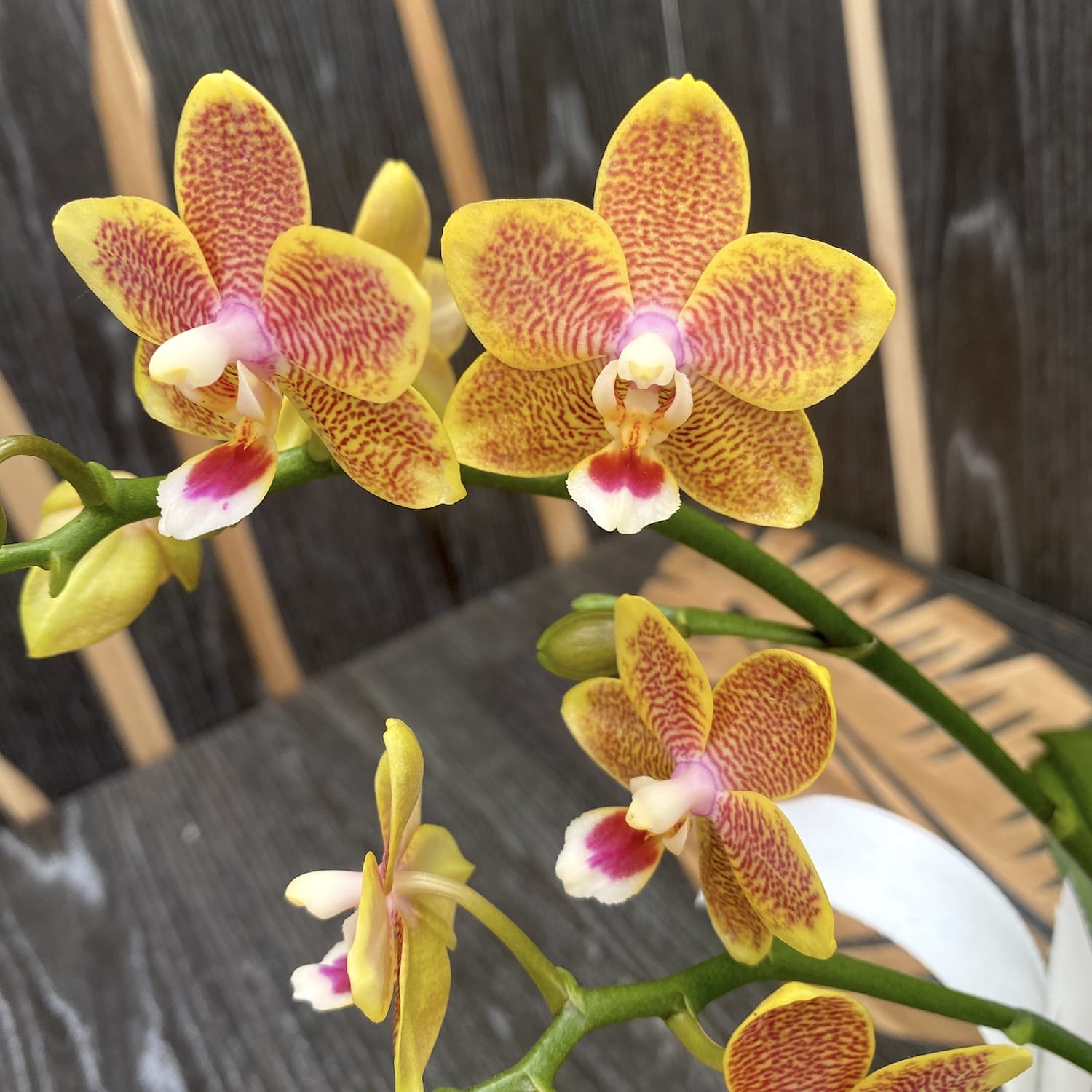 Phalaenopsis Miki Big Wave *parfumata