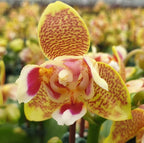 Phalaenopsis Miki Big Wave (peloric - 3 lips) *parfumata