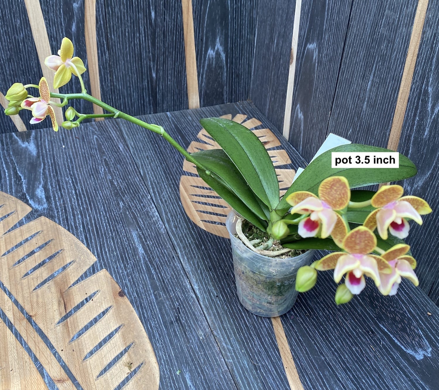 Phalaenopsis Miki Big Wave (pelorinen - 3 huulta) *tuoksuva