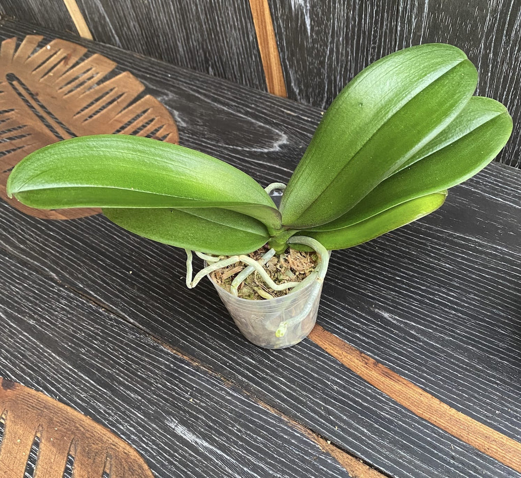 Phalaenopsis Miki Ange Noir