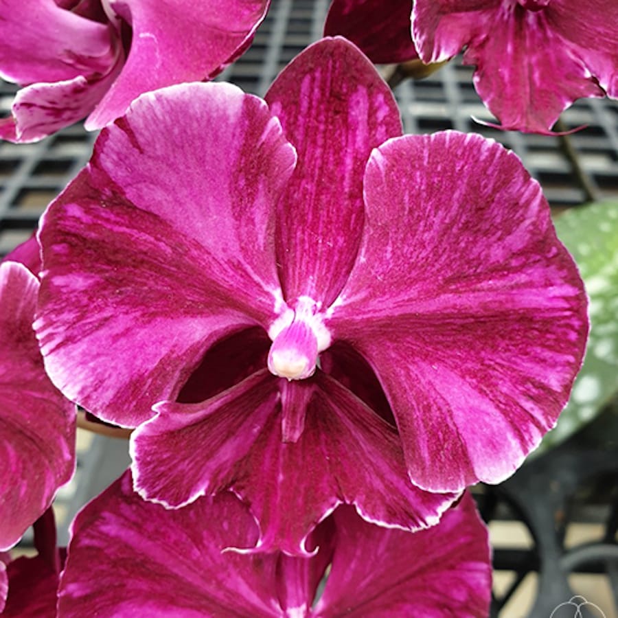 Phalaenopsis Miki Black Marble '469'Phalaenopsis Miki Black Marble '469'