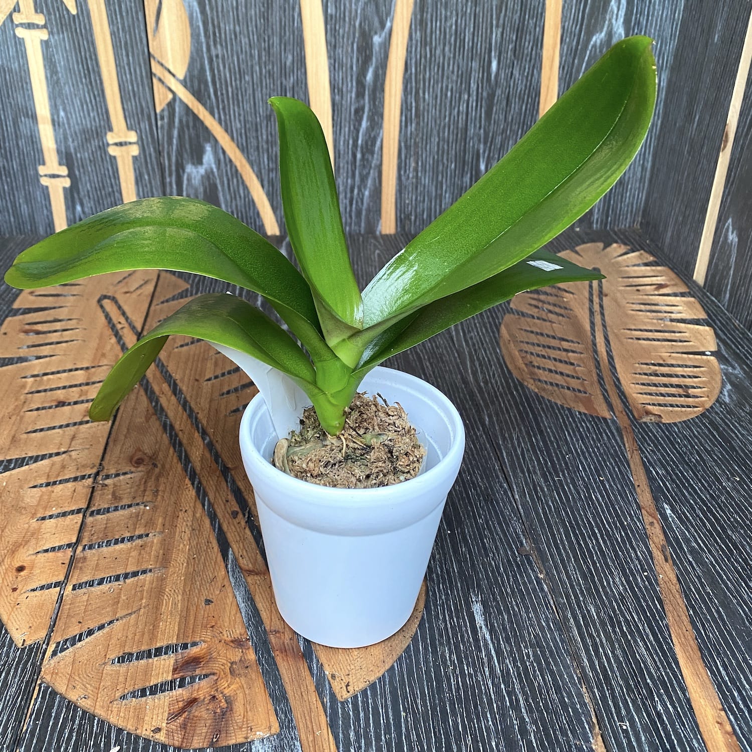 Phalaenopsis Miki Black Swan '64' (grandes fleurs - 11,5 cm)