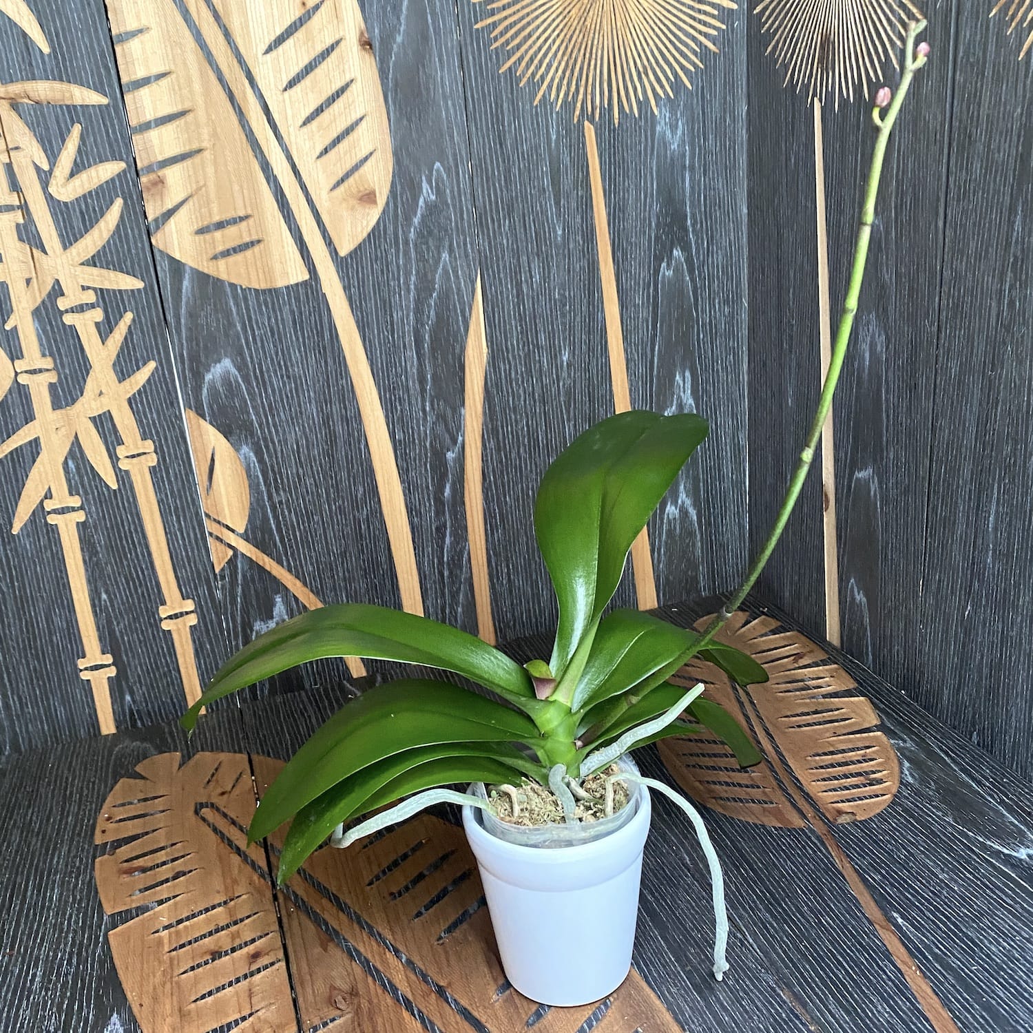 Phalaenopsis Miki Black Witch '74' (big lip)