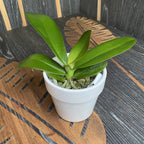 Phalaenopsis Miki Brown Bear (Grande Lèvre)