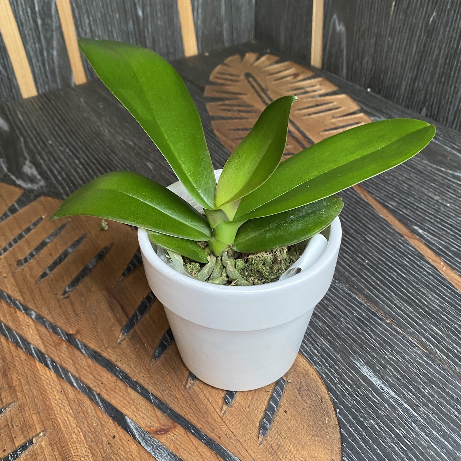 Фаленопсис Мики Браун Беър (Голямо устниче)