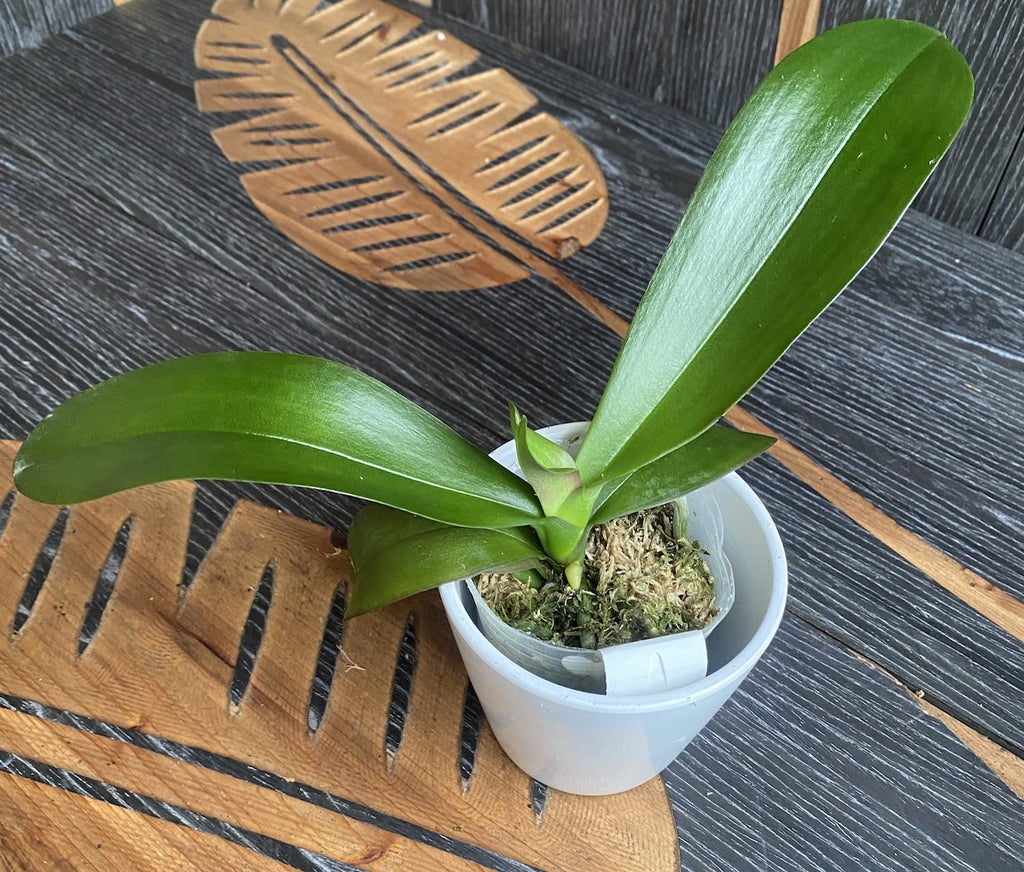 Phalaenopsis Miki Brownie