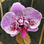 Phalaenopsis Miki Crepe '15' (nagy virágok - 11 cm)
