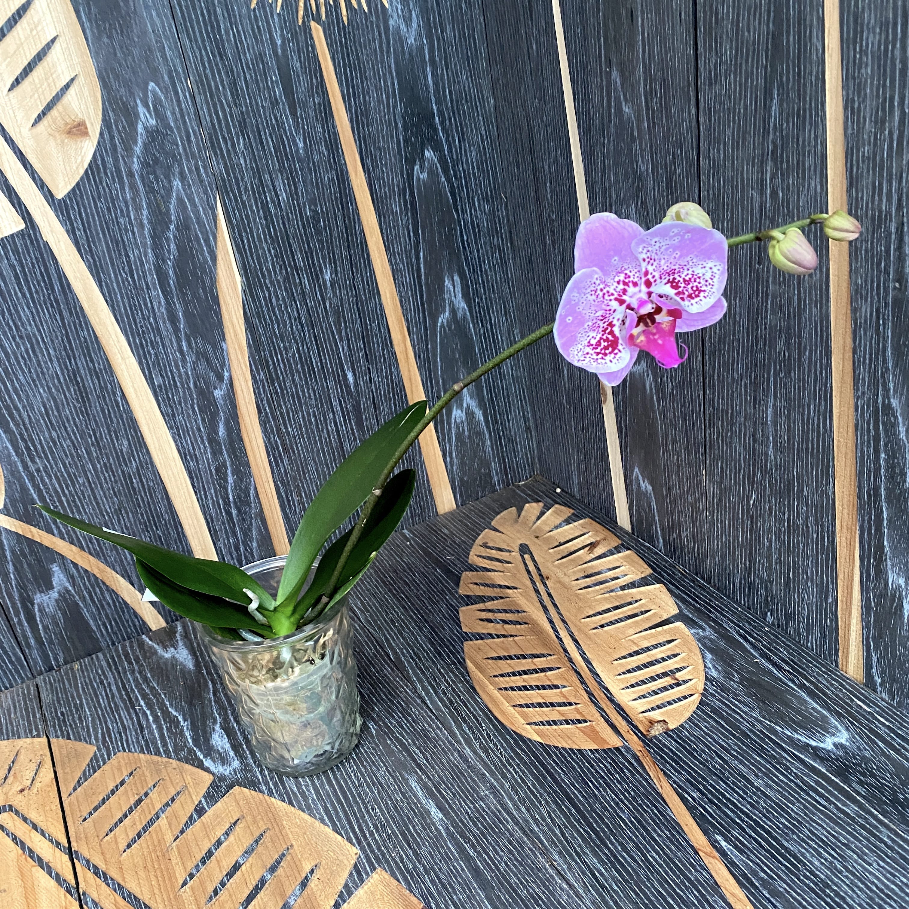 Phalaenopsis Miki Crepe '15' (flori mari - 11 cm)