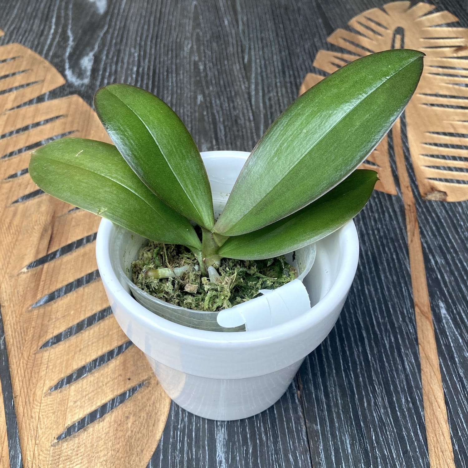 Phalaenopsis Miki Dancer '63' - голяма устна, цветя 12 см