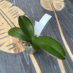 Phalaenopsis Miki Dancer '63' - big lip, flori 12 cm