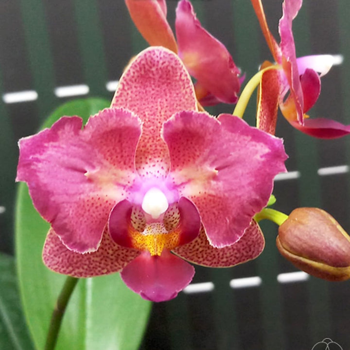 Phalaenopsis Miki Fire Eye '905'