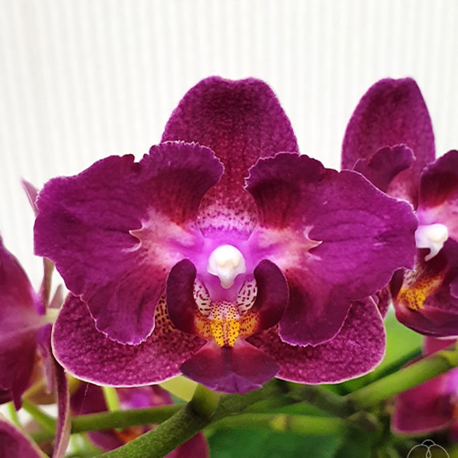 Phalaenopsis Miki Fire Eye '905'