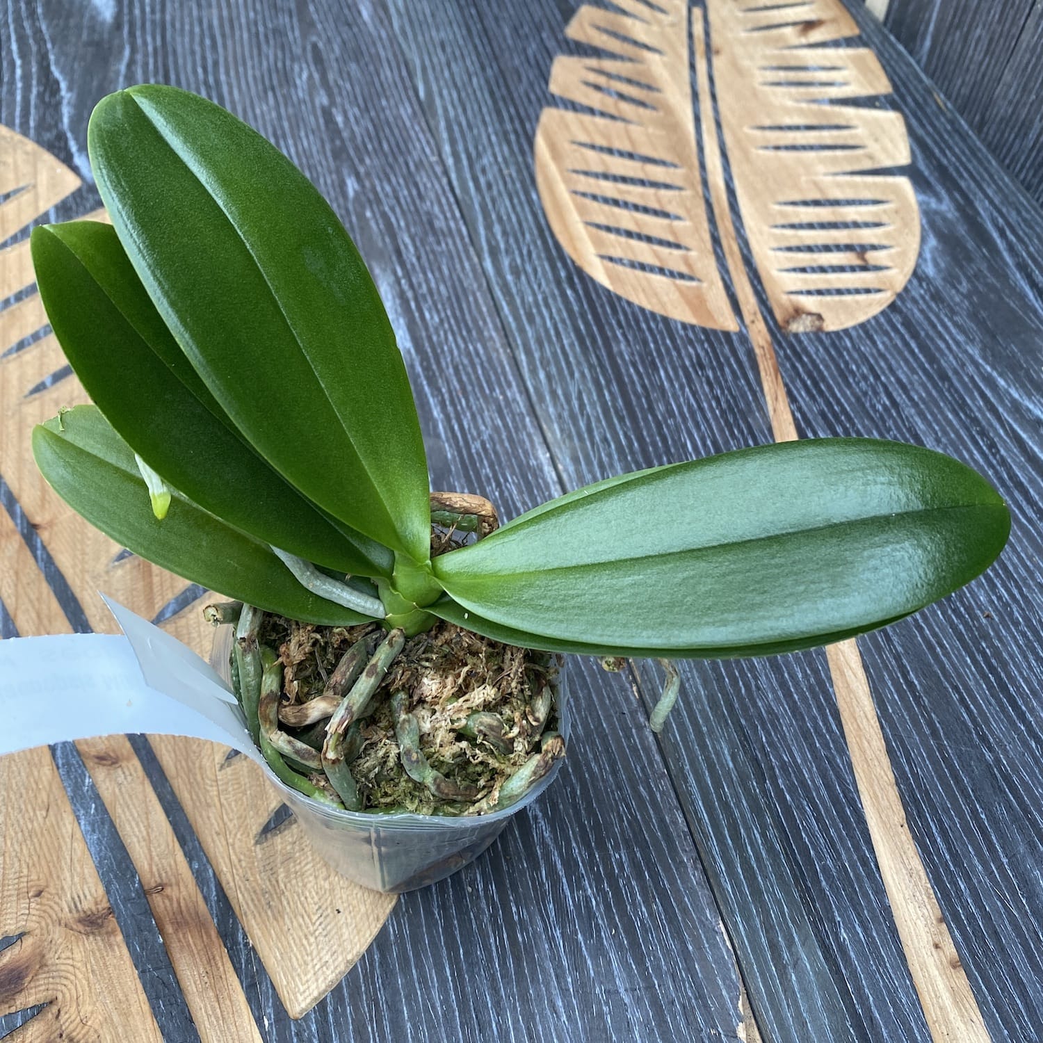 Phalaenopsis Miki Fire Eye '905' (pelorisch - Schmetterling)