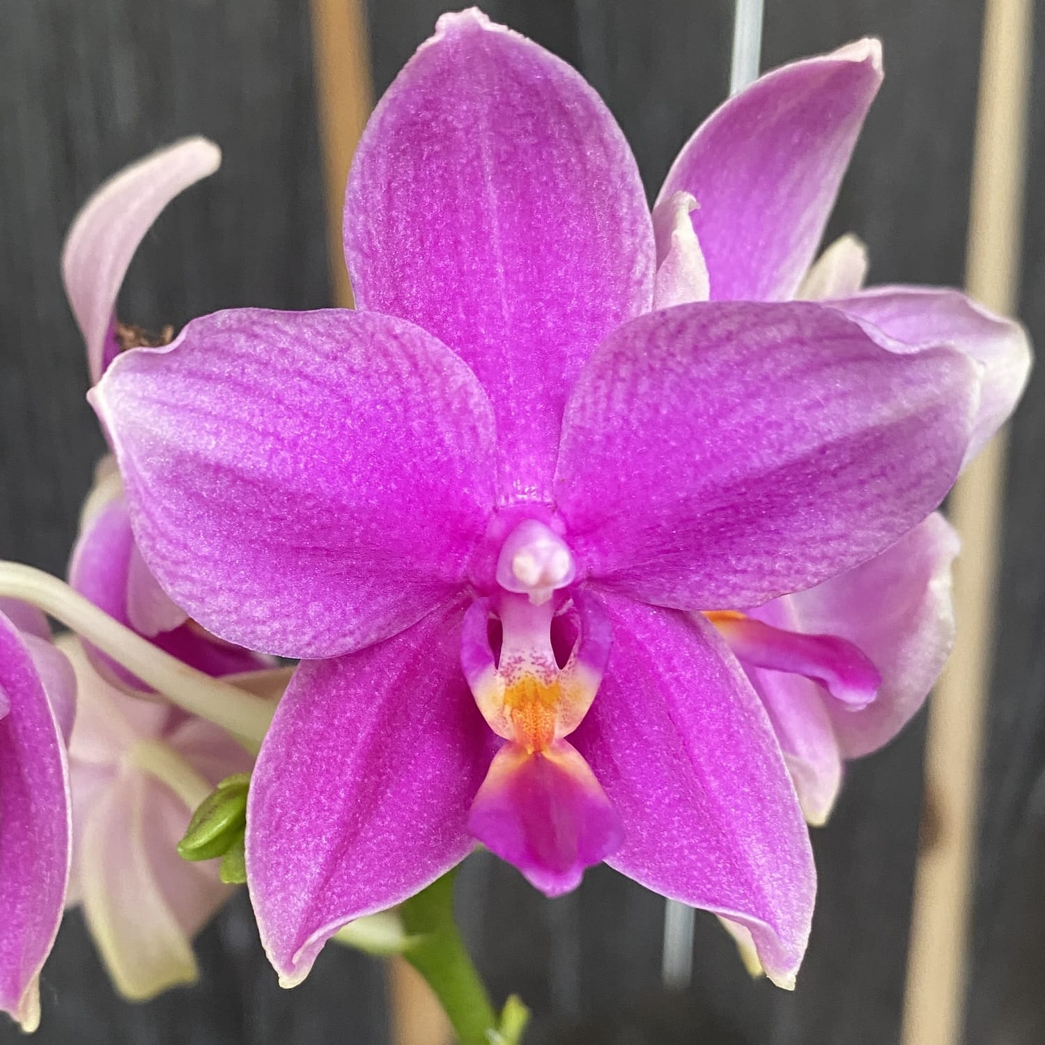 Phalaenopsis Miki Flora (Aromio Cherry Blossom) intensely fragrant waxy flowers