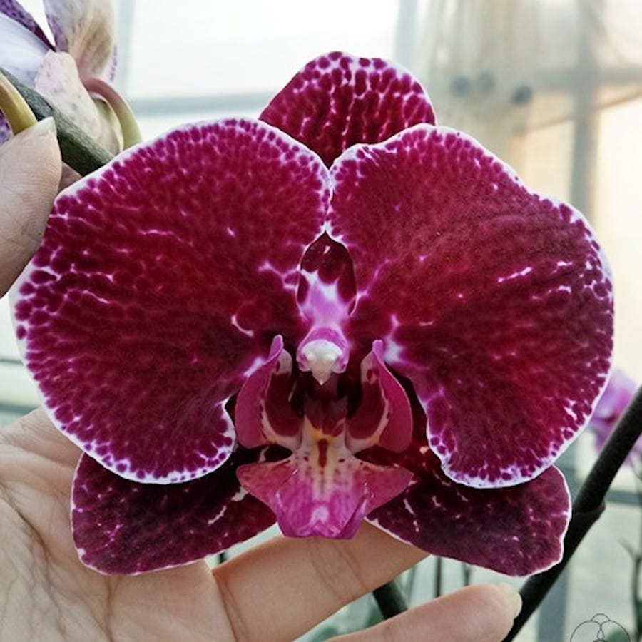 Phalaenopsis Miki Galaxy '183' (flori mari - 10,5 cm)