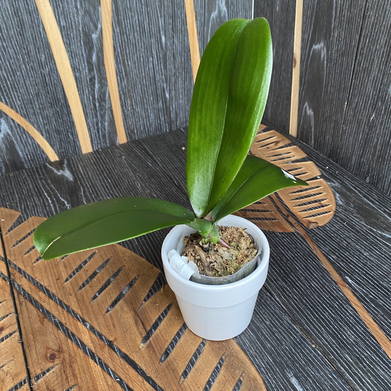 Phalaenopsis Miki Galaxy '183' (grandes fleurs - 10,5 cm)