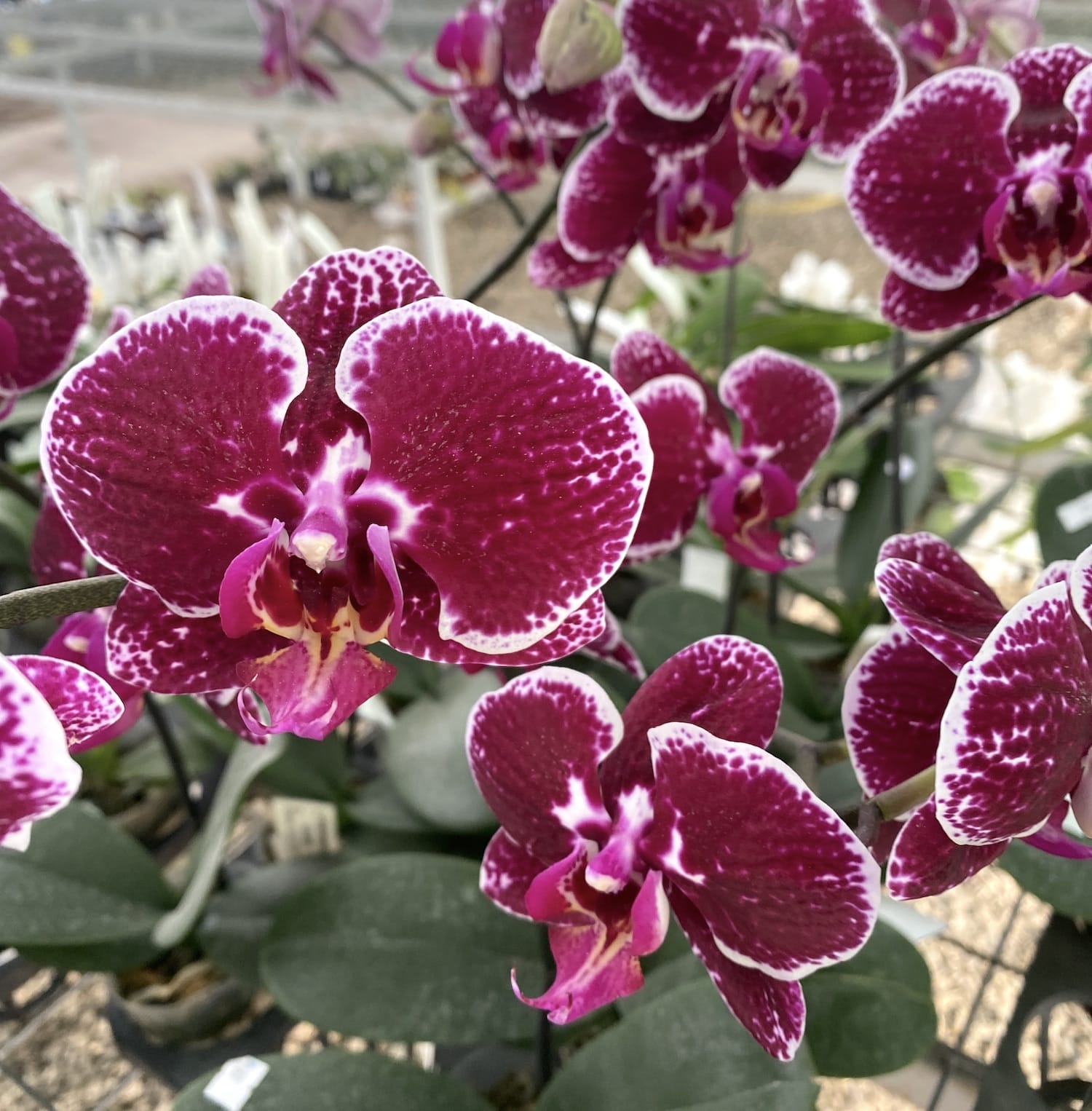 Phalaenopsis Miki Galaxy '183' (flori mari - 10,5 cm)